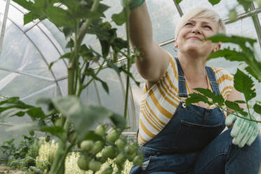 Smiling farmer examining plants in greenhouse - OSF01843