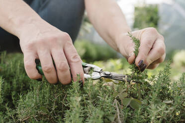 Hands of farmer cutting thyme in farm - OSF01844