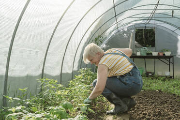 Farmer crouching next to plants in greenhouse - OSF01845