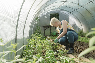 Landwirt hockt bei Pflanzen im Gewächshaus - OSF01847
