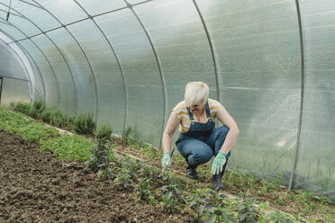 Farmer digging soil crouching near plants in greenhouse - OSF01850