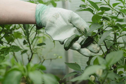 Hands of farmer examining pepper plant - OSF01853