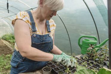 Farmer wearing gloves working in organic farm - OSF01854