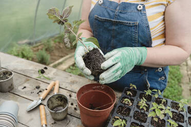 Farmer wearing gloves working in greenhouse - OSF01858