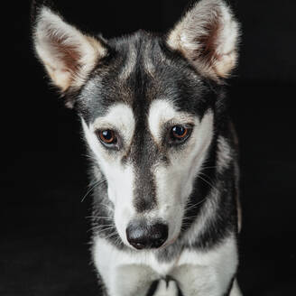 Puppy husky portrait - ADSF45162