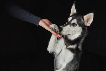 Crop person's hand holding husky clutch looking away on black background - ADSF45163