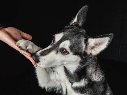 Crop person's hand holding husky clutch looking away on black background - ADSF45164