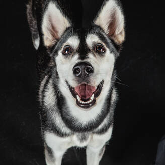 Puppy husky portrait - ADSF45165