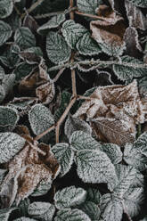 Closeup view of nettle green frost leaves covered hoar tangling with each other - ADSF45175