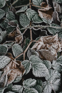 Closeup view of nettle green frost leaves covered hoar tangling with each other - ADSF45175