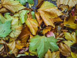 Background of wet colorful green and orange leaves in autumnal time on ground - ADSF45178