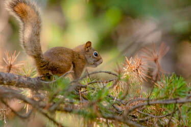 Side view of little adorable squirrel sitting on branch of coniferous tree in woods - ADSF45179