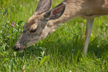 Side view of graceful roe deer feeding with green grass in sunlight - ADSF45180