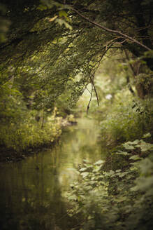 Pan right view of bright sun shining through green trees and tall grass and reflecting in water pond in calm summer day in forest - ADSF45183