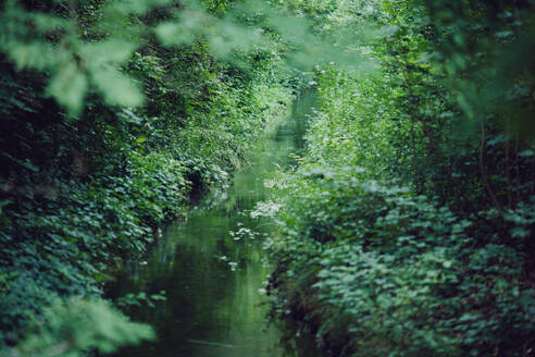 Pan right view of bright sun shining through green trees and tall grass and reflecting in water pond in calm summer day in forest - ADSF45184