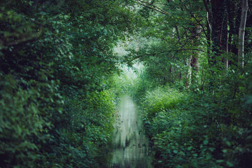 Pan right view of bright sun shining through green trees and tall grass and reflecting in water pond in calm summer day in forest - ADSF45185