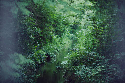 Pan right view of bright sun shining through green trees and tall grass and reflecting in water pond in calm summer day in forest - ADSF45186