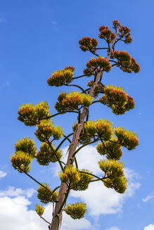 Century plant (Agave americana) growing against sky - NDF01563