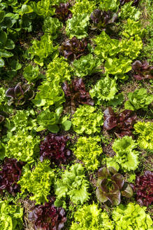 Red and green lettuce growing in mulch - NDF01564