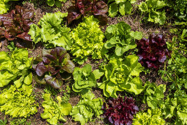 Roter und grüner Kopfsalat im Mulch - NDF01565