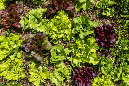 Red and green lettuce growing in mulch - NDF01565