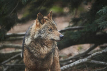 Furry dangerous predatory Iberian wolf with brown and gray fur looking away while standing against fallen trees in wild nature - ADSF45329