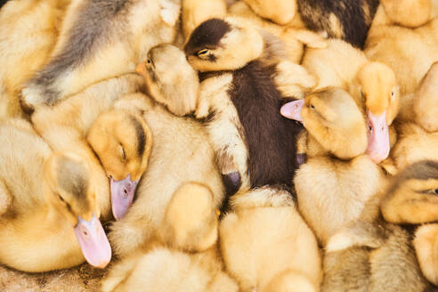 Top view of adorable small yellow fluffy ducks sitting together on ground in countryside in Otavalo - ADSF45347