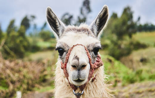 Adorable fluffy llama with rein and white fur looking at camera while sanding in meadow in farm in Ecuador - ADSF45349