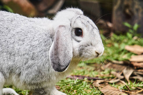 Side view of adorable fluffy gray rabbit walking on grassy ground in farmland on sunny day in Ecuador - ADSF45352