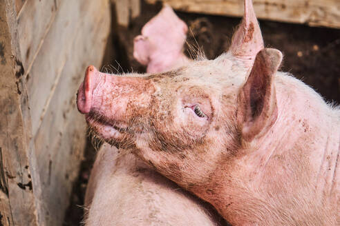 From above of dirty domestic pink pigs in wooden enclosure in countryside in Ecuador - ADSF45353