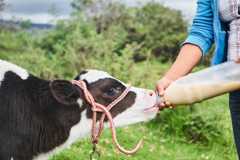 Cropped unrecognizable female farmer in casual clothes feeding domestic cow with milk from bottle during work in countryside in Ecuador - ADSF45354