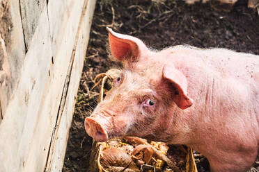 From above of dirty domestic pink pig in wooden enclosure looking at camera in countryside in Ecuador - ADSF45355