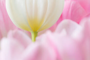 Closeup shot of delicate white tulip flower with thin stem growing among pink flowers - ADSF45381