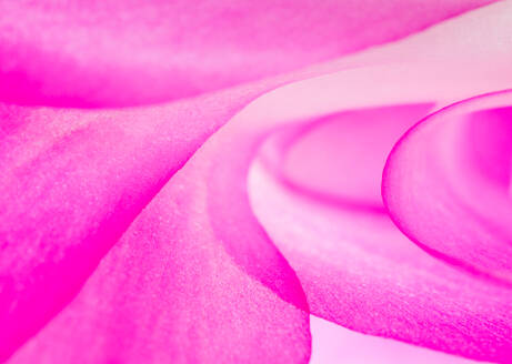 Macro view of blossoming flower background with bright smooth pink petals surface with white spots - ADSF45382