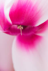 Closeup soft focus of delicate and tender pink petals of fragrant blooming flower - ADSF45383