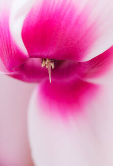 Closeup soft focus of delicate and tender pink petals of fragrant blooming flower - ADSF45383