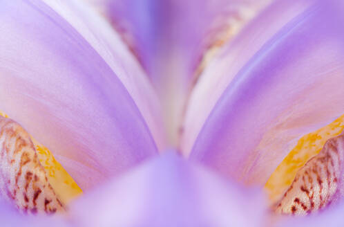 Macro photograph looking into the interior of a Variegated sweet iris (Iris pallida 'Albo Variegata') - ADSF45385