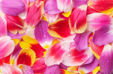 Top view colorful background of varicolored fresh delicate wet flower petals with raindrops - ADSF45386