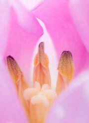 A close-up selective focus look at the pollen-coated stamens and the pistil inside a backlit tulip - ADSF45387