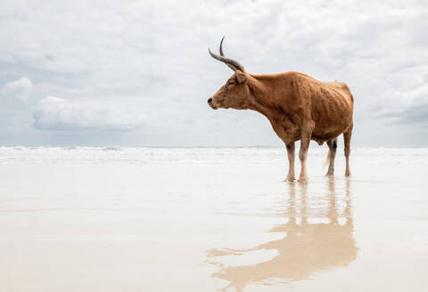 Wild brown cow with long horns standing on wet sandy shore and looking away against cloudy sky in Senegal - ADSF45421