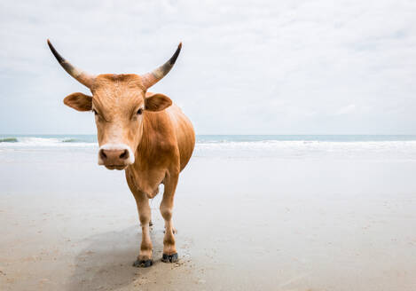 Wild brown cow with long horns, standing on a wet sandy bank and looking at the camera against a cloudy sky in Senegal - ADSF45422