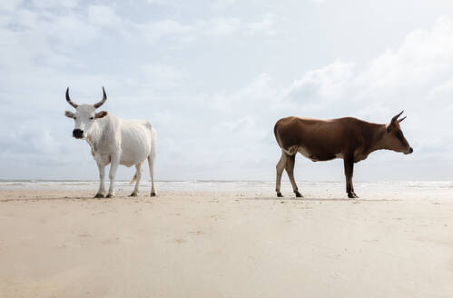 From below calm domestic white and brown cows with long horns standing on sandy beach against cloudy sky and rippling sea in Senegal - ADSF45426