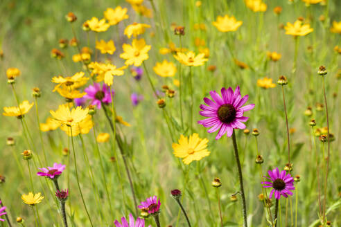 Pink and yellow wildflowers blooming in springtime meadow - NDF01566