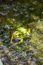 Porträt eines im Teich sitzenden grünen Frosches - NDF01567