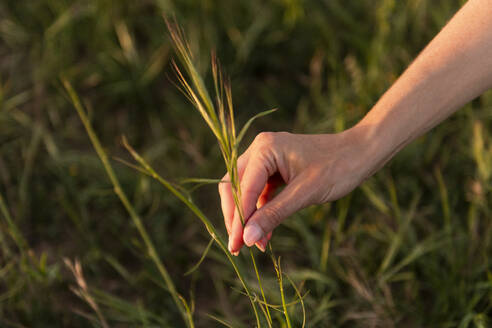 Hand einer Frau zupft Gras auf einer Wiese - LMCF00451