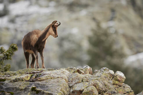 Cute brown goat with horns standing on rough stony hill against blurred mountains in wild nature in Pyrenees - ADSF45487