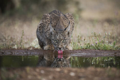 Iberian lynx with spotted fur drinking water from puddle while standing on sandy ground in wild nature on summer day - ADSF45492
