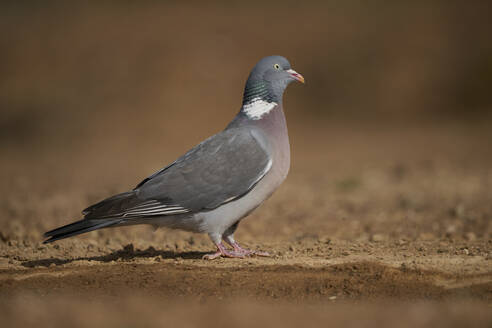 Side view of wild Common wood pigeon bird with pink breast and gray body roaming on dried grassy ground in park - ADSF45494