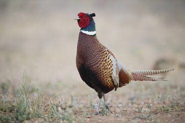 Side view of Mongolian Ringneck male bird with red and blue head with brown plumage roaming on dry grass in natural habitat - ADSF45495