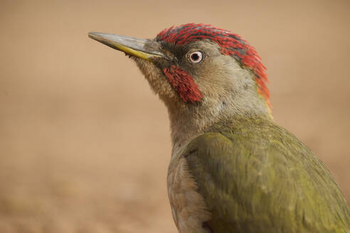 Attentive wild green woodpecker with long beak and colorful plumage against blurred background in nature - ADSF45497